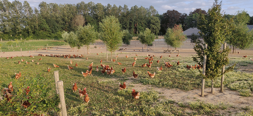 élevage poules plein air ferme des longs-prés à walcourt province de namur