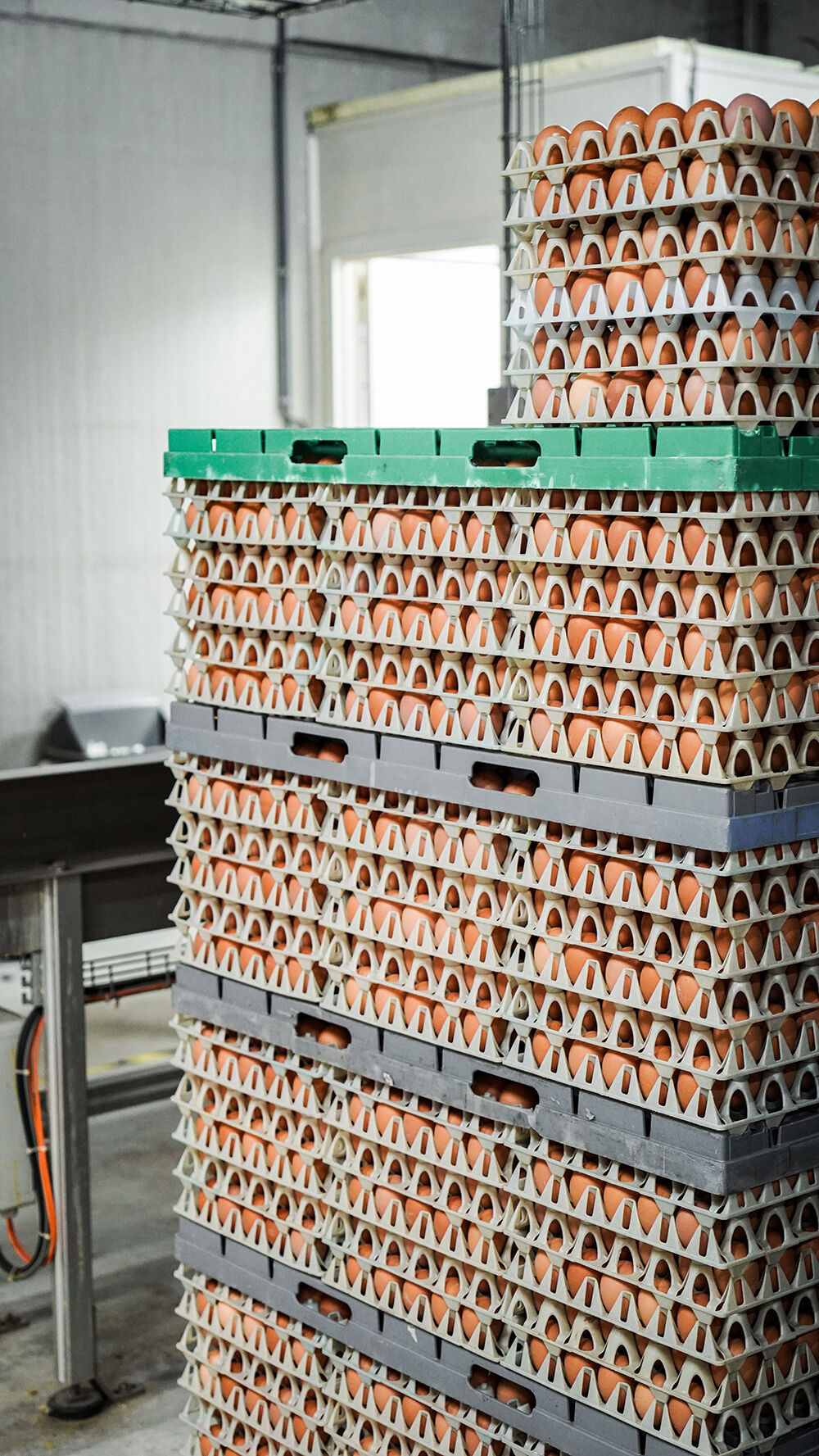 stockage oeuf bio entrepôt
