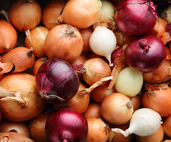 Variétés d'oignons. Oignons jaunes, oignons rouges, oignons blancs